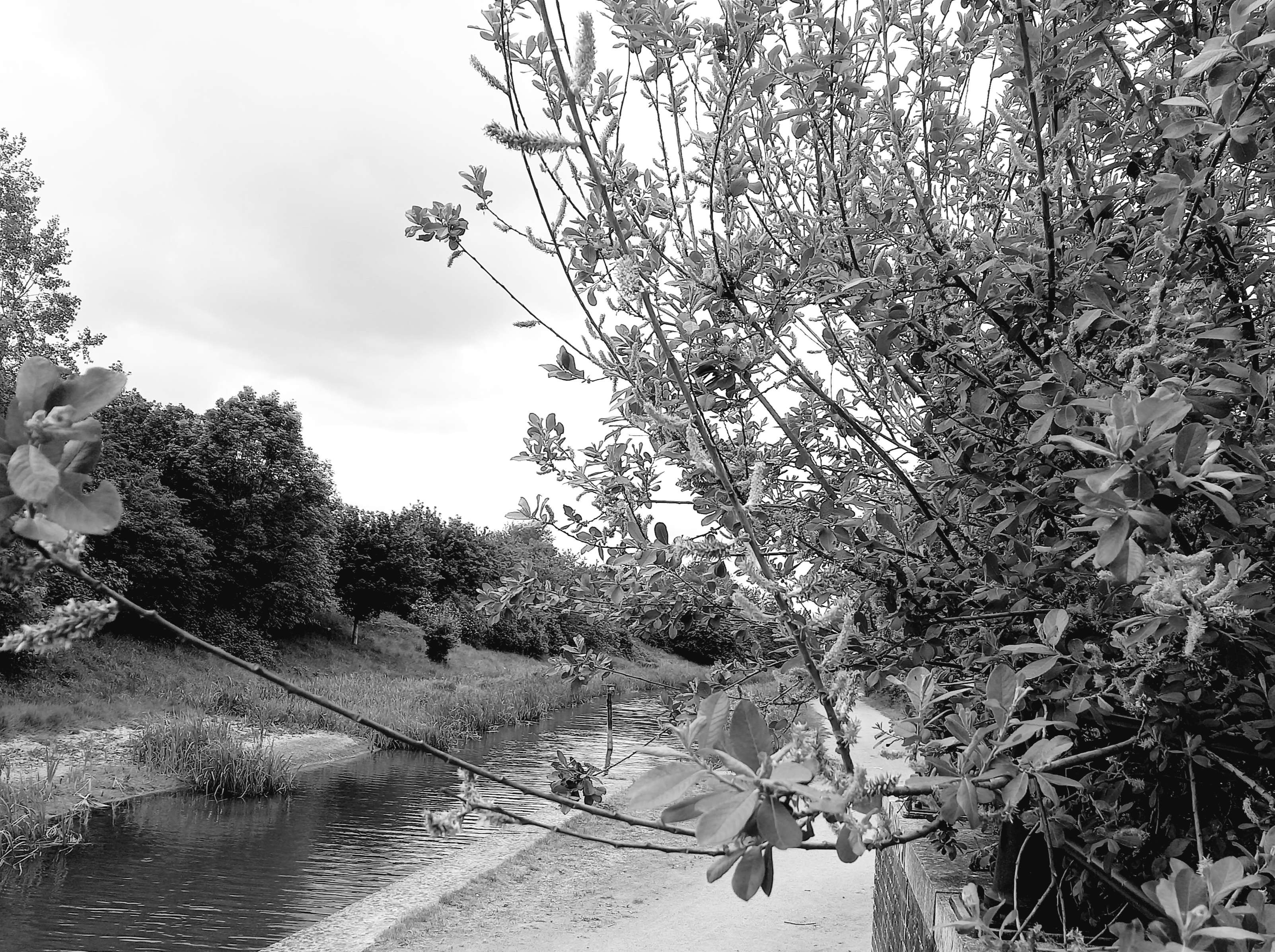 Leafy boughs in front of a footway and water.
